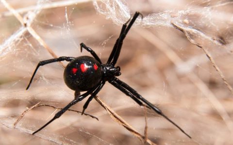 世界上最毒的蜘蛛是黑寡妇吗（世界上最毒的蜘蛛黑寡妇图片）