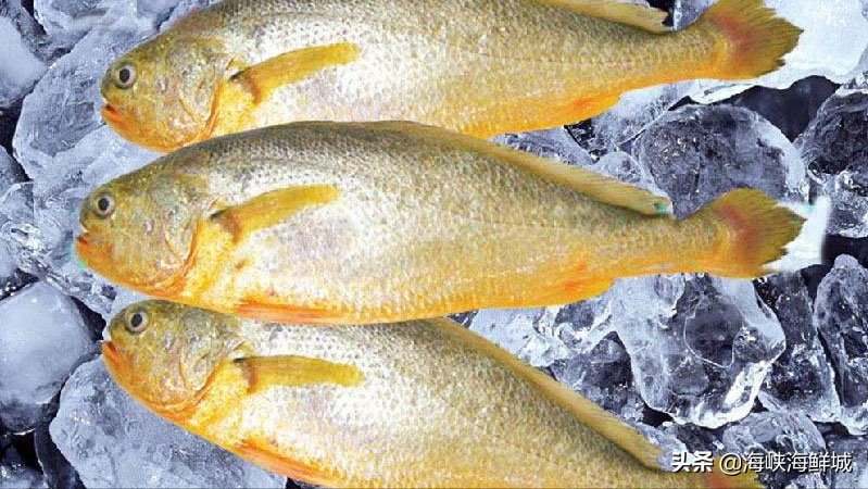 黄鱼鲞和黄花鱼是一种鱼吗-有什么区别吗-（黄鱼和黄花鱼的区别）