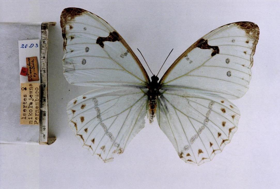 蝴蝶“白衣仙”，你知道哪些蝴蝶是白色的？