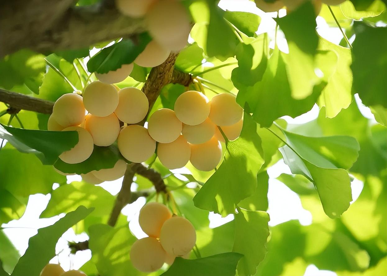 白果是不是银杏的果实（白果是银杏的果实吗）