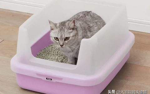猫砂盆 选择（猫砂盆哪种款式比较好）