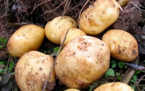 红皮的土豆跟黄皮的土豆有什么区别（红皮土豆和黄皮土豆区别）