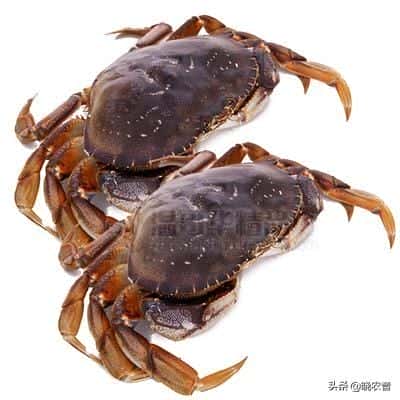 珍宝蟹和面包蟹有什么区别（面包蟹蒸多久）