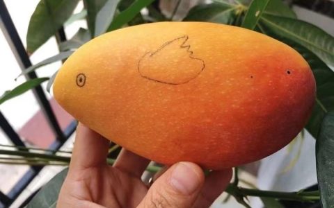 芒果啥季节吃（芒果几月份吃最好）