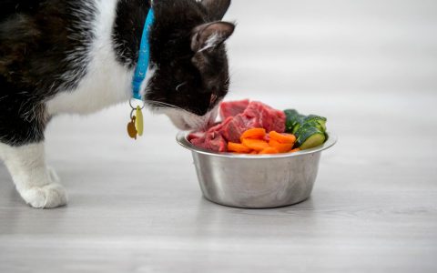猫粮为什么不能给反刍动物吃（反刍动物是指什么动物）