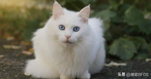 世界上颜值最高的10种猫咪（世界上十大最漂亮的猫排名）