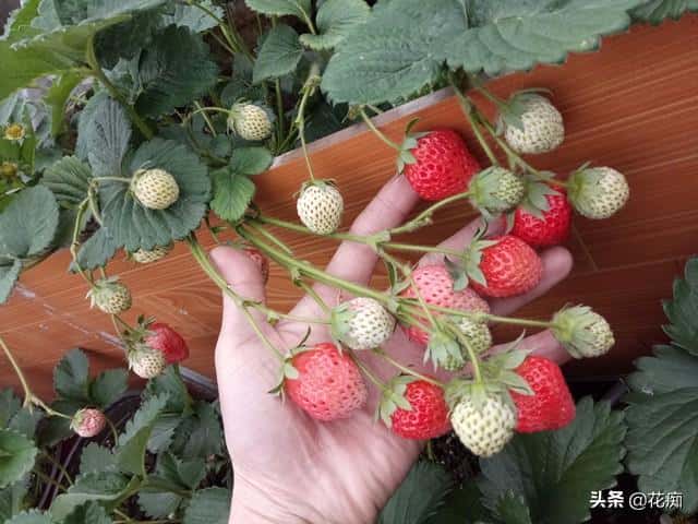 吃的草莓怎么种植（草莓的种植方法）