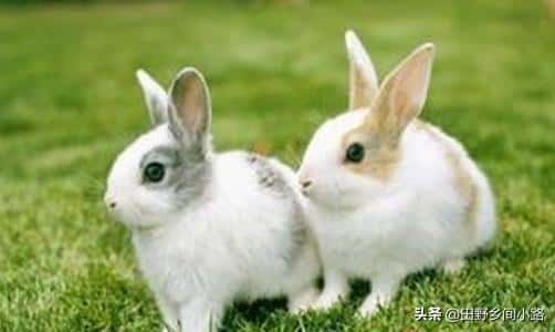 兔子养殖怎么养才成功（兔子怎么养最正确的兔子饲养方法）