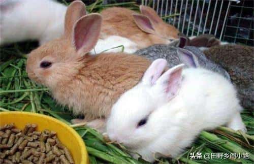 兔子养殖怎么养才成功（兔子怎么养最正确的兔子饲养方法）