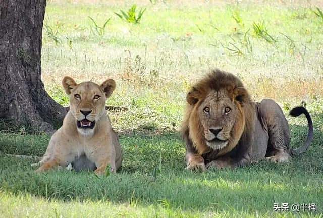 狮群里的雄狮会和自己的女儿繁殖吗（雄狮如何对待自己的女儿）