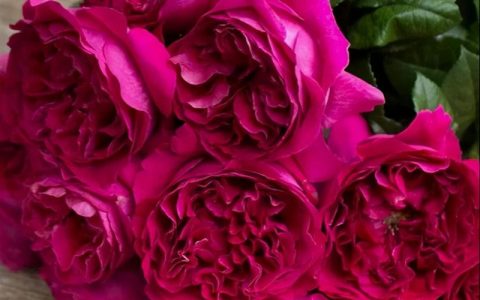 进口的玫瑰花品种大全（玫瑰花有哪些品种名称和颜色）