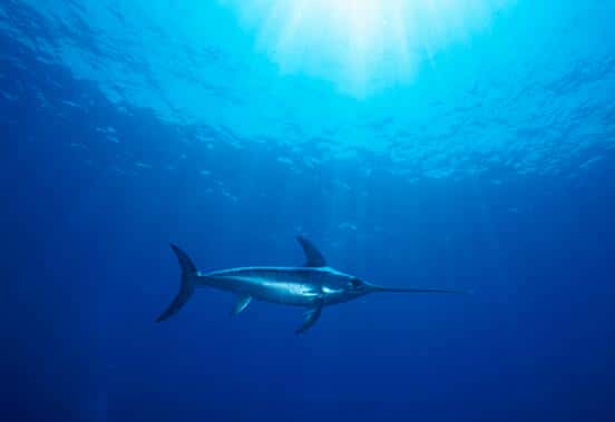 旗鱼是世界上游的最快的鱼平均每小时有1114千米（游得最快的鱼）