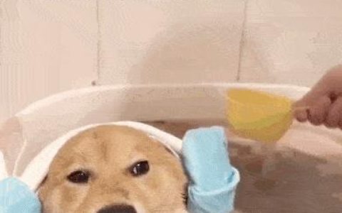 40天的小狗可以洗澡吗-（小狗能洗澡吗）