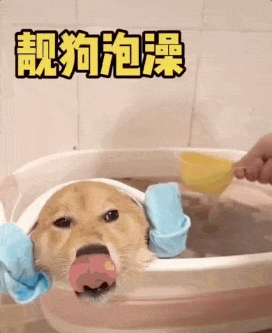 0天的小狗可以洗澡吗-（小狗能洗澡吗）"