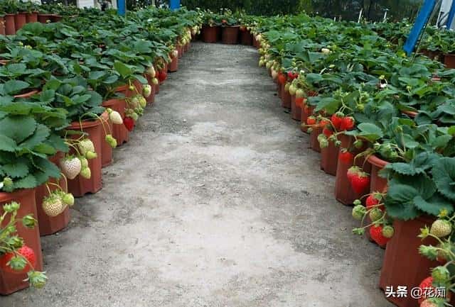 吃的草莓怎么种植（草莓的种植方法）