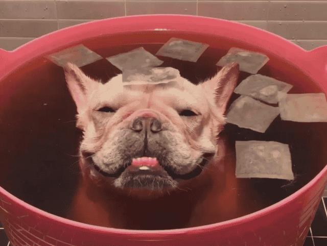 0天的小狗可以洗澡吗-（小狗能洗澡吗）"