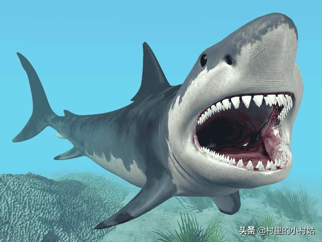 大白鲨是哺乳动物还是胎生动物（鲨鱼是胎生还是卵生）