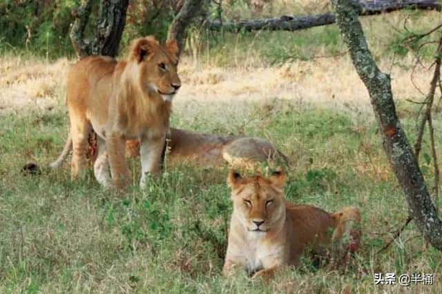 狮群里的雄狮会和自己的女儿繁殖吗（雄狮如何对待自己的女儿）