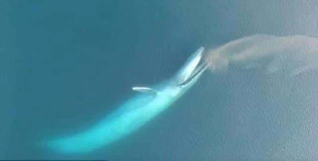 蓝鲸是不是最大的鲸（最大的鲸鱼是什么鲸）