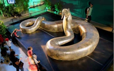 世界上最长的蛇有多少米-叫什么名字-（世界上最长的蛇）