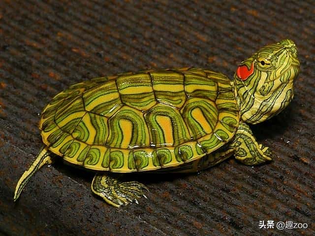 世界10大最名贵的乌龟（什么乌龟最贵）