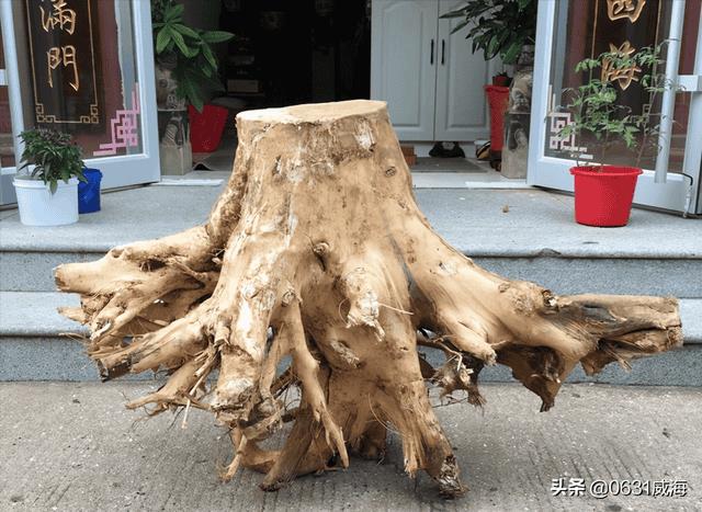 普通树根能做沉木吗（鱼缸里的沉木是什么木）