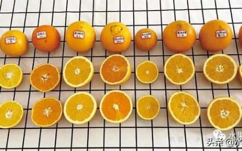 中国四大脐橙（目前最好吃的4个品种橙子）