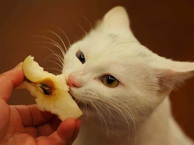 猫最爱吃的蔬菜是什么（猫最爱吃的10种蔬菜）
