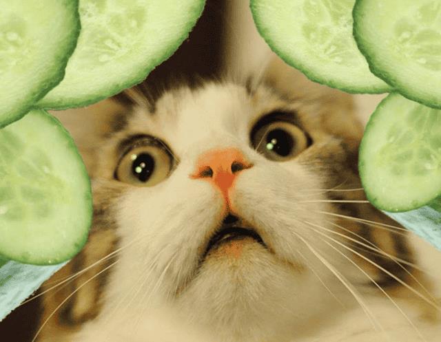 猫最爱吃的蔬菜是什么（猫最爱吃的10种蔬菜）