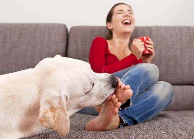 狗舔自己是在清洁吗（狗狗舔自己是什么原因-）