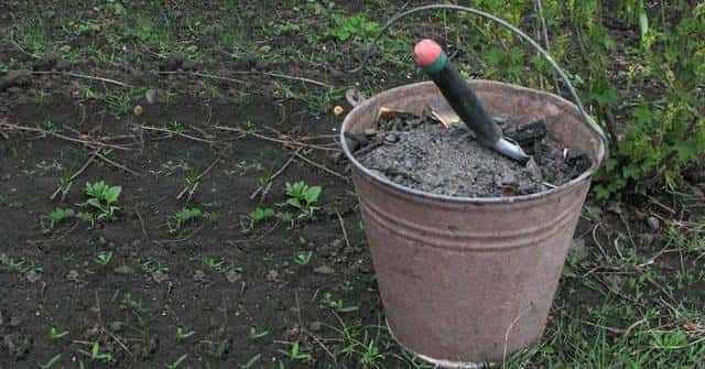 用草木灰改良酸性土壤（草木灰哪些植物不能用）