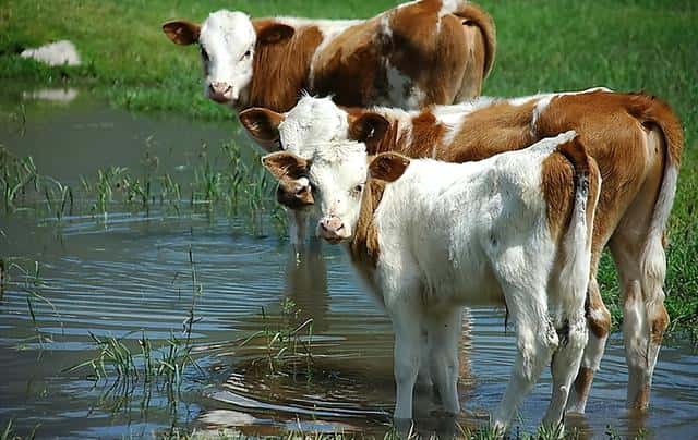 肉牛预混料可以喂生产母牛吗（预混料可以直接给牛吃么）