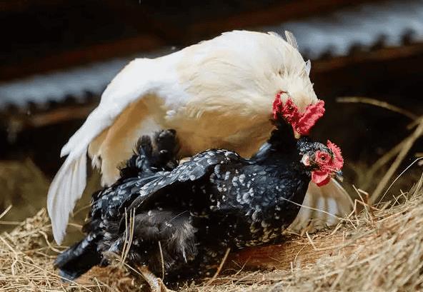 鸡怎么受精产卵的（鸡是怎么受精繁殖）