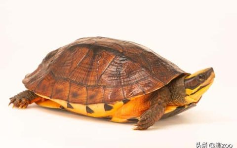 世界10大最名贵的乌龟（什么乌龟最贵）
