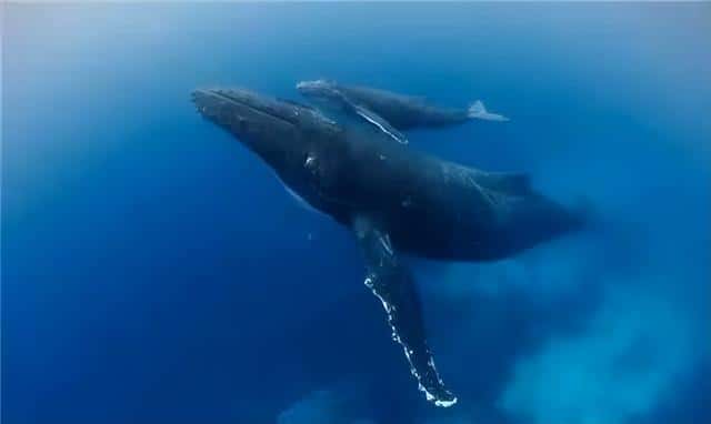 蓝鲸是不是最大的鲸（最大的鲸鱼是什么鲸）