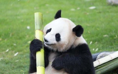 为什么大熊猫喜欢吃竹子而不吃肉-（大熊猫为什么喜欢吃竹子）