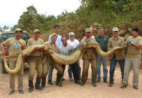 世界上最长的蛇有多少米-叫什么名字-（世界上最长的蛇）
