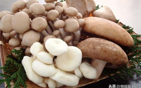 杏鲍菇和鸡腿菇是一个品种吗（杏鲍菇和鸡腿菇的区别图片）