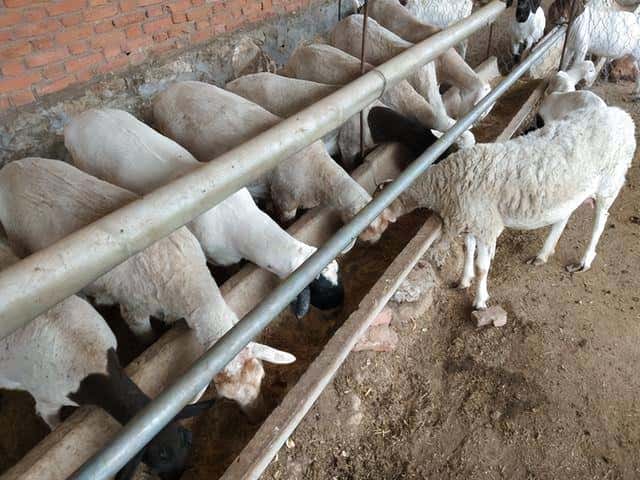 圈养羊的饲养方法（圈养羊的正确喂养方法）