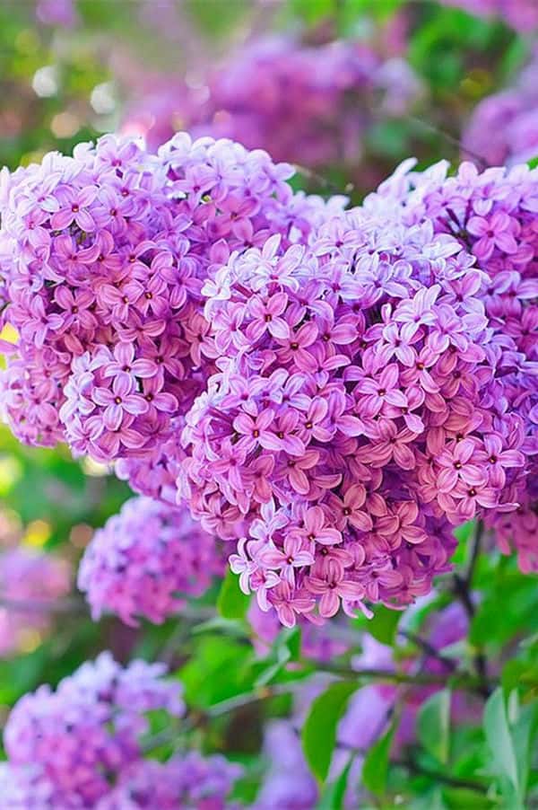 紫色的花有哪些花名以及图片（紫色的花有哪些）