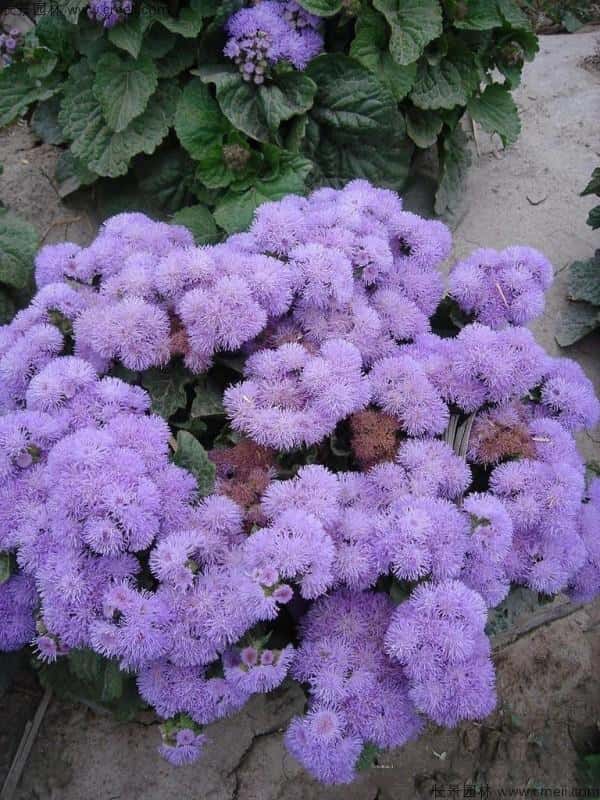 紫色的花有哪些花名以及图片（紫色的花有哪些）