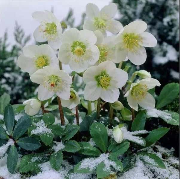 下雪冻不死的花（冻不死的十种花）