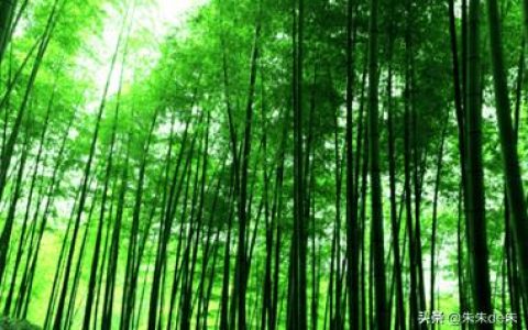 天然竹纤维面料的优点（竹纤维是什么面料）