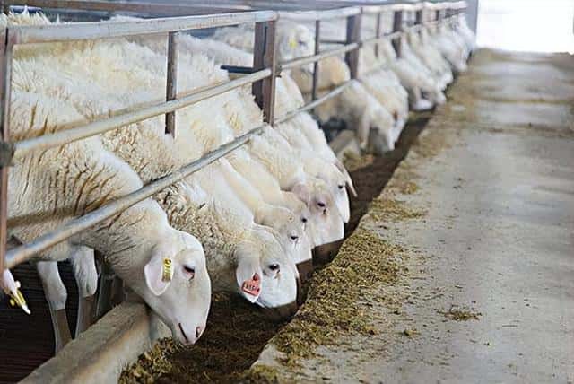 圈养羊的饲养方法（圈养羊的正确喂养方法）