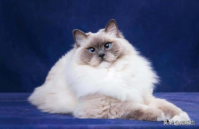 成年布偶猫体重多少正常（成年布偶猫体重）