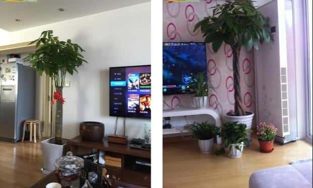 适合摆放电视柜旁边的绿植（客厅电视两边摆什么植物旺财）