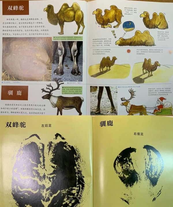 动物的脚印图片和名字（动物的脚印图案大全 名字 对照）