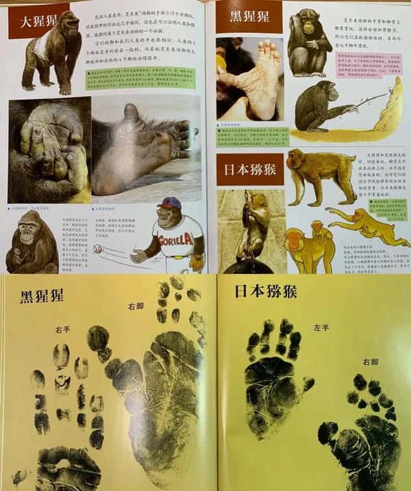 动物的脚印图片和名字（动物的脚印图案大全 名字 对照）